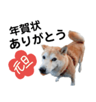 豆柴犬の年末年始のご挨拶（個別スタンプ：8）