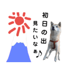 豆柴犬の年末年始のご挨拶（個別スタンプ：10）