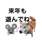 豆柴犬の年末年始のご挨拶（個別スタンプ：11）