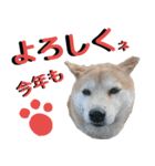 豆柴犬の年末年始のご挨拶（個別スタンプ：12）