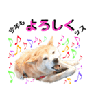 豆柴犬の年末年始のご挨拶（個別スタンプ：13）