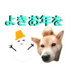 豆柴犬の年末年始のご挨拶（個別スタンプ：14）