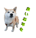 豆柴犬の年末年始のご挨拶（個別スタンプ：15）