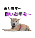 豆柴犬の年末年始のご挨拶（個別スタンプ：16）