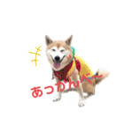 宴会部長あぢゅき（個別スタンプ：15）