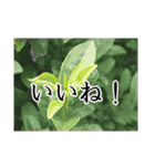 Lily's tea スタンプ～紅茶のある暮らし～（個別スタンプ：11）