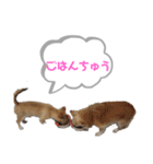 ちっぷちゃんと愉快ななかまたち（個別スタンプ：7）