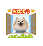 ポメラニアン★ライトpart5（個別スタンプ：1）