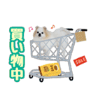 ポメラニアン★ライトpart5（個別スタンプ：10）