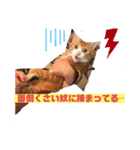 ワガママでけだるそうな気まぐれ猫ニャース（個別スタンプ：7）