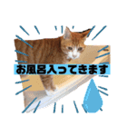 ワガママでけだるそうな気まぐれ猫ニャース（個別スタンプ：8）