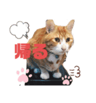 ワガママでけだるそうな気まぐれ猫ニャース（個別スタンプ：9）