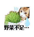 ワガママでけだるそうな気まぐれ猫ニャース（個別スタンプ：10）