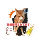 ワガママでけだるそうな気まぐれ猫ニャース（個別スタンプ：11）