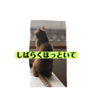 ワガママでけだるそうな気まぐれ猫ニャース（個別スタンプ：12）