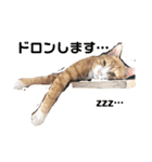 ワガママでけだるそうな気まぐれ猫ニャース（個別スタンプ：13）