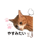ワガママでけだるそうな気まぐれ猫ニャース（個別スタンプ：15）