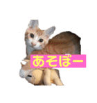ワガママでけだるそうな気まぐれ猫ニャース（個別スタンプ：17）