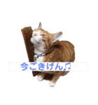 ワガママでけだるそうな気まぐれ猫ニャース（個別スタンプ：18）