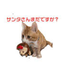 ワガママでけだるそうな気まぐれ猫ニャース（個別スタンプ：19）