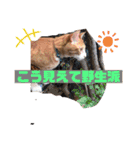 ワガママでけだるそうな気まぐれ猫ニャース（個別スタンプ：20）