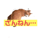 ワガママでけだるそうな気まぐれ猫ニャース（個別スタンプ：21）