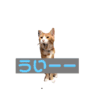 ワガママでけだるそうな気まぐれ猫ニャース（個別スタンプ：22）