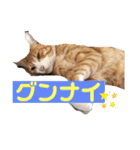 ワガママでけだるそうな気まぐれ猫ニャース（個別スタンプ：23）