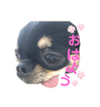チワワのうにとにゃんこ姉妹（個別スタンプ：1）