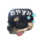 チワワのうにとにゃんこ姉妹（個別スタンプ：2）