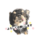 チワワのうにとにゃんこ姉妹（個別スタンプ：7）