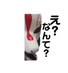 Assassin Fox はいじ（個別スタンプ：11）