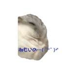 こじろうのまいにち。（個別スタンプ：1）