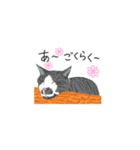 うちの猫スタンプ（グーとスー）（個別スタンプ：7）