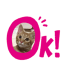 ちゃんくん日常スタンプ（個別スタンプ：3）