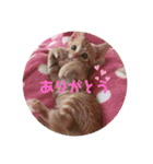 ちゃんくん日常スタンプ（個別スタンプ：10）