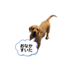 ラブラドールおもち（個別スタンプ：2）