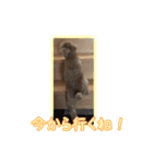 我が家のペコくん（個別スタンプ：12）