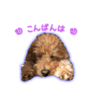 我が家のペコくん（個別スタンプ：39）
