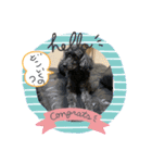 チロルとチョコ（個別スタンプ：1）
