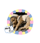 チロルとチョコ（個別スタンプ：2）