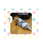 チロルとチョコ（個別スタンプ：7）