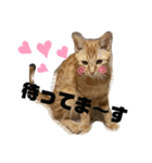 茶トラ猫〜アテナちゃんの日常2〜（個別スタンプ：3）