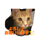 茶トラ猫〜アテナちゃんの日常2〜（個別スタンプ：5）