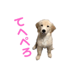 こむぎ＆のあちゃん（個別スタンプ：13）