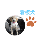 こむぎ＆のあちゃん（個別スタンプ：15）