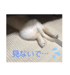 こむぎ＆のあちゃん（個別スタンプ：19）