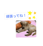 こむぎ＆のあちゃん（個別スタンプ：34）
