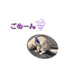 こむぎ＆のあちゃん（個別スタンプ：37）