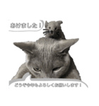 にゃんこの年末年始あいさつ(丁寧＆ラフ)（個別スタンプ：3）